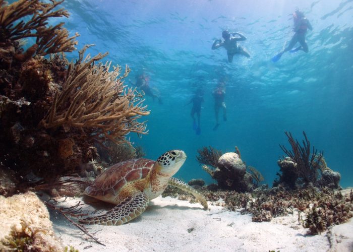 contatto atrapa tour mexico